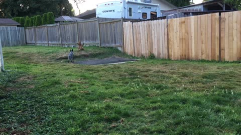 backyard chase 32897423987