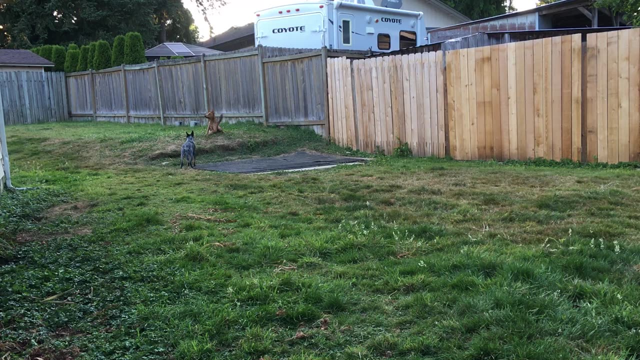 backyard chase 32897423987