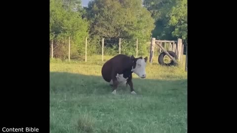 Funniest Animal Videos