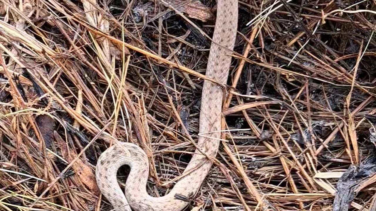 Dekay's Brownsnake