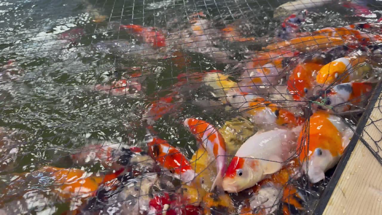 Feeding time in the pond