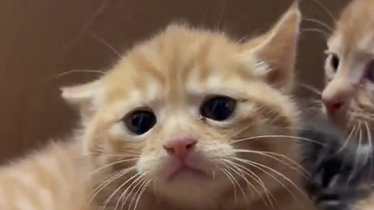 In his mind: 🐯 In reality: 🐣