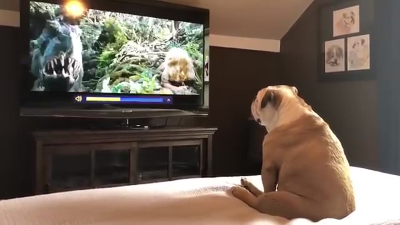Bulldog Has Incredible Reaction To Actress In Trouble time