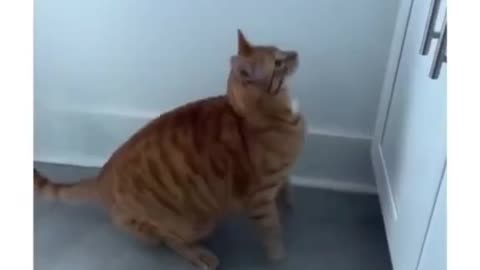 Cat Core