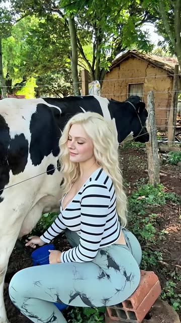 woman milking a cow