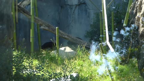 Female bonobo roaming about