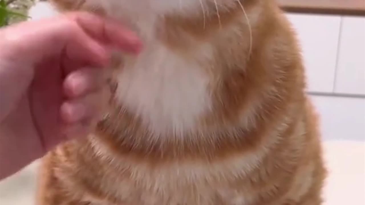 Cute Kitty - Pet cute Short - Petanticx