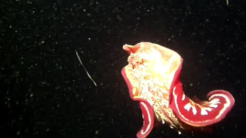 Underwater Butterfly