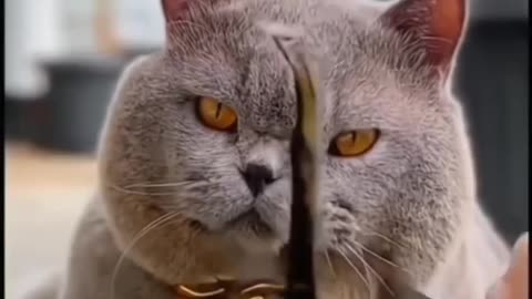 Cut cat