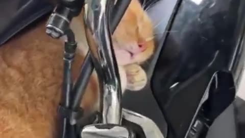 Cat Comedy Explosion: Hilarious Compilation 2025! 😹