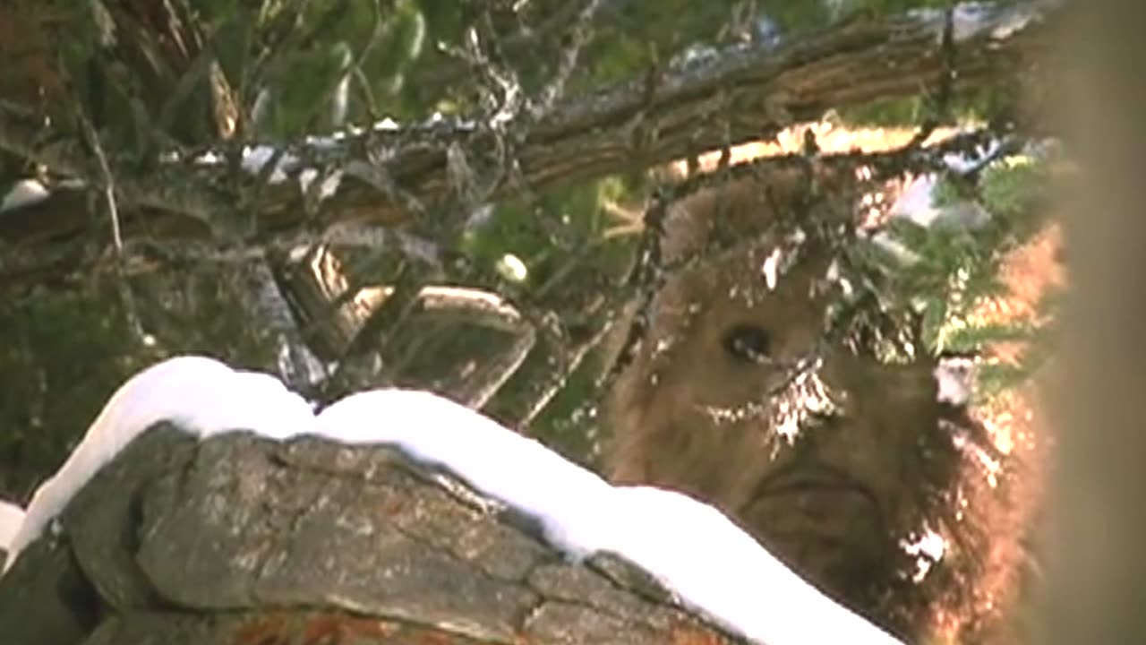 A Bigfoot Looking Out