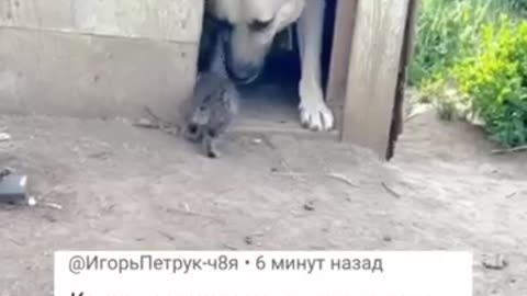 Ну вот почему мы люди не можем так Жить в Мире Любви и Согласии