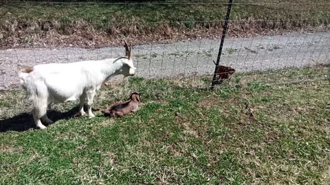 Mother goat glares at tiny dog