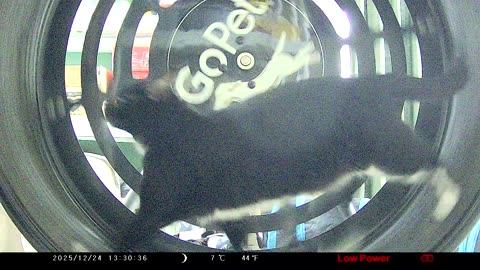 Cookie Cutter The Cat In Go Pet Exercise Wheel, Filmed By KJK JDL201, Dbn, MI, Dec. 23 To 24, 2025