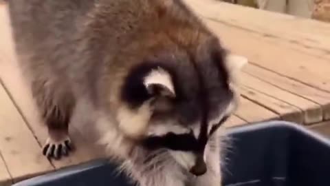 Oh, poor little raccoon! 🦝🥰