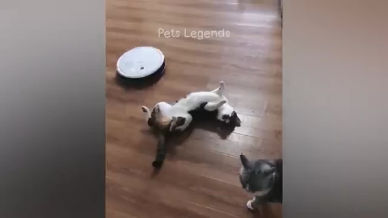 Pets legend