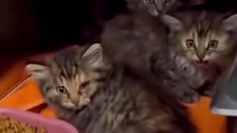 Cats and Kittens - no touch