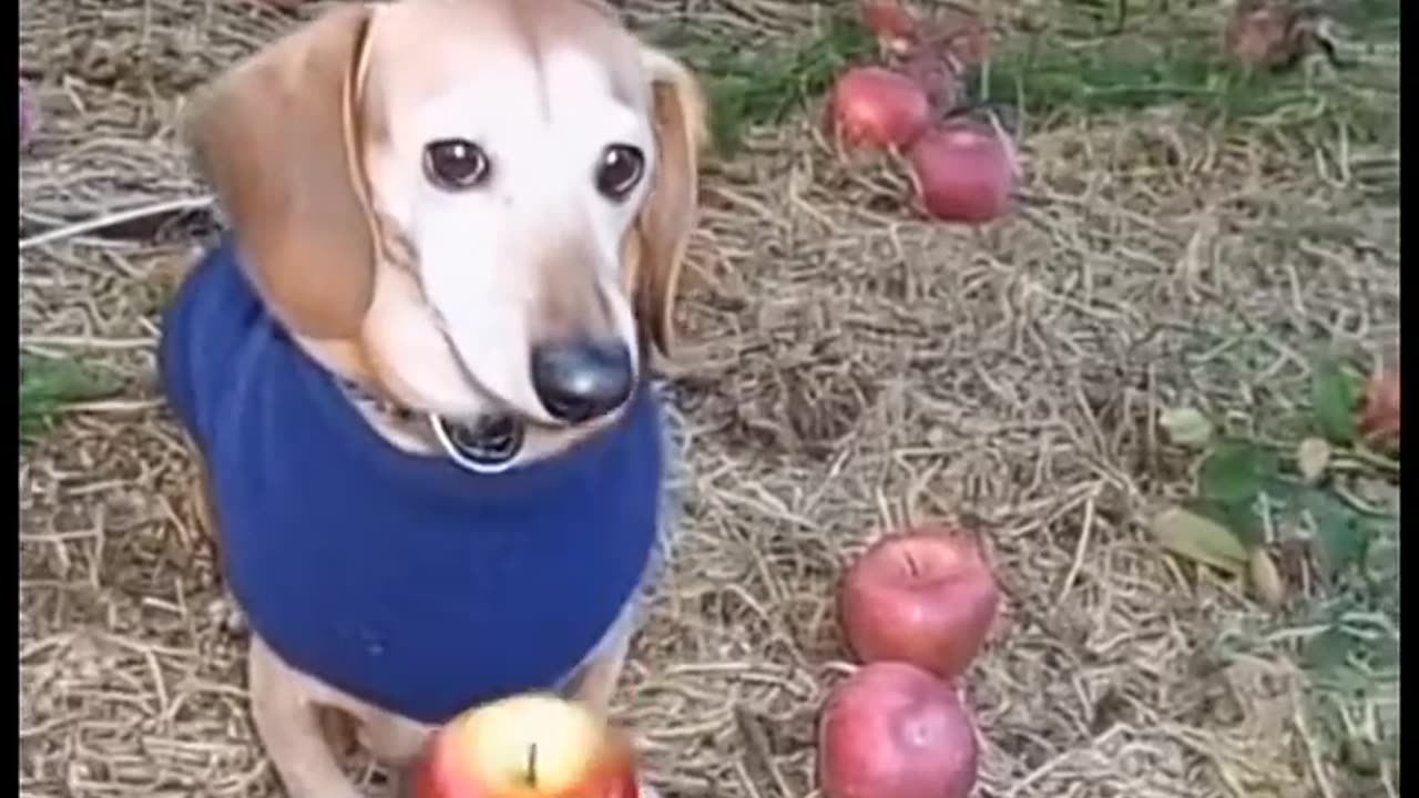 Dog in fly w*f?