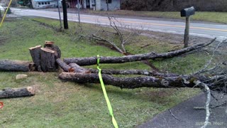 S:7 E:1 Cutting Front Tree Down Rookie Style - Gotta Start Somewhere