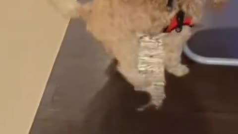 “SO FUNNY PETS”🐶🐱