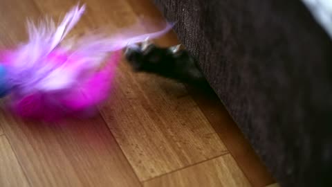 Cat under the couch playing with feathers