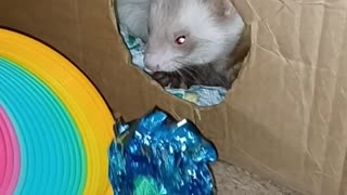 Crinkle tunnel..get in here!