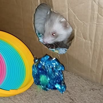 Crinkle tunnel..get in here!