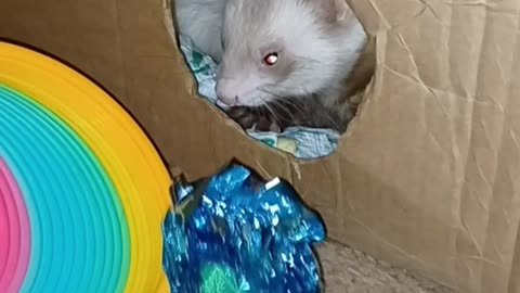 Crinkle tunnel..get in here!