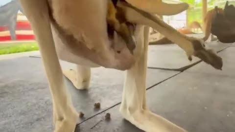 😮🦘 Watch This Baby Kangaroo Leap Into Its Pouch! | FeedMyCuriosity