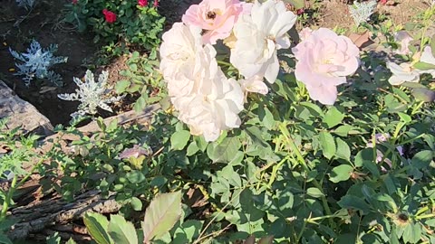 Epic Scene: "Morden Blush Rose Overlooking Begonia Regime Fortifications"