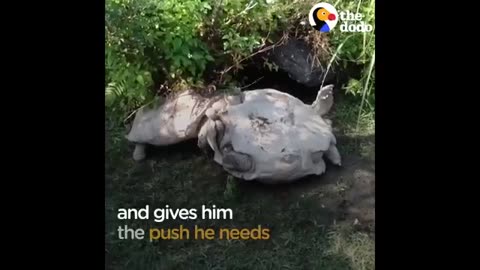 Breaking: Animals Rescue Other Animals In Need | The Dodo Top 5