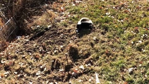 Put Skunk to Sleep, Raccoon, and Deer Shack