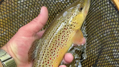 Wild Brown Trout NC