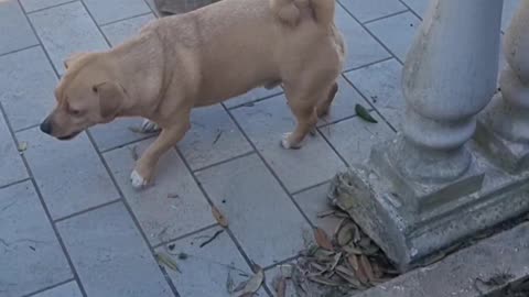 Dog vs Turtle 😂🐶
