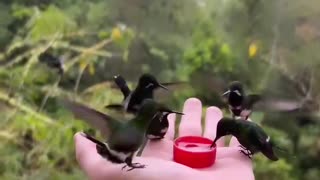 Hand feeding hummingbirds