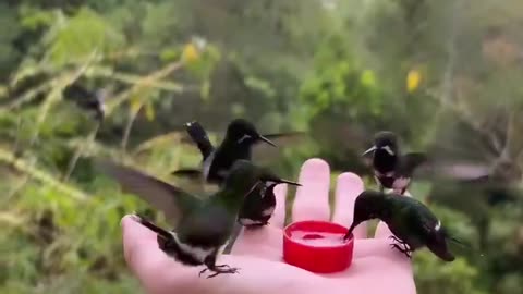 Hand feeding hummingbirds