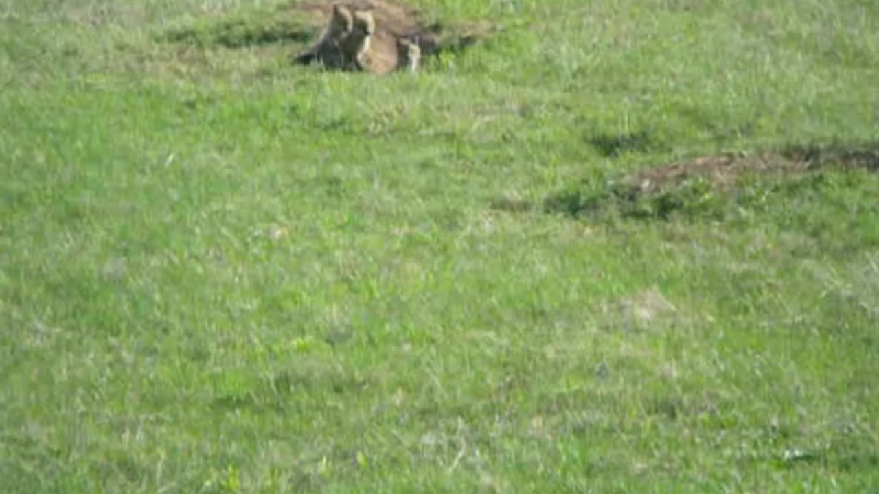 Fox 🦊 Hole 🕳️