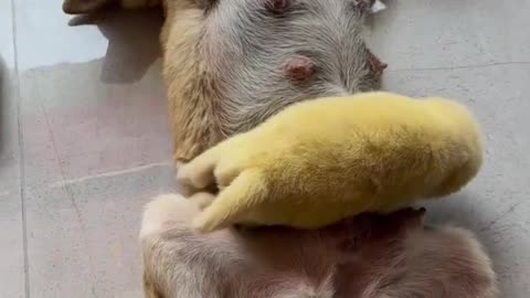 Mama Dog's Walking Milk Bar Chaos!** 🍼🐕 | **Puppy Nursing Tornado! They Won't Let Mom Stop!