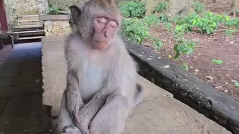 Funny 😆 video of monkey 🐒