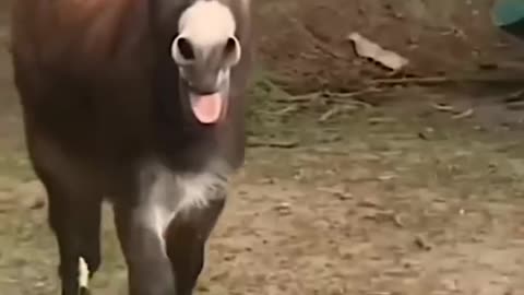 animals and humans