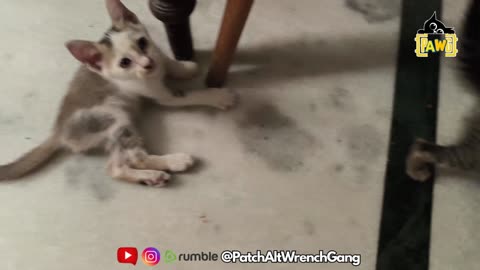 25th July Kitten Vlog > Patch Alt Kitchen Duel