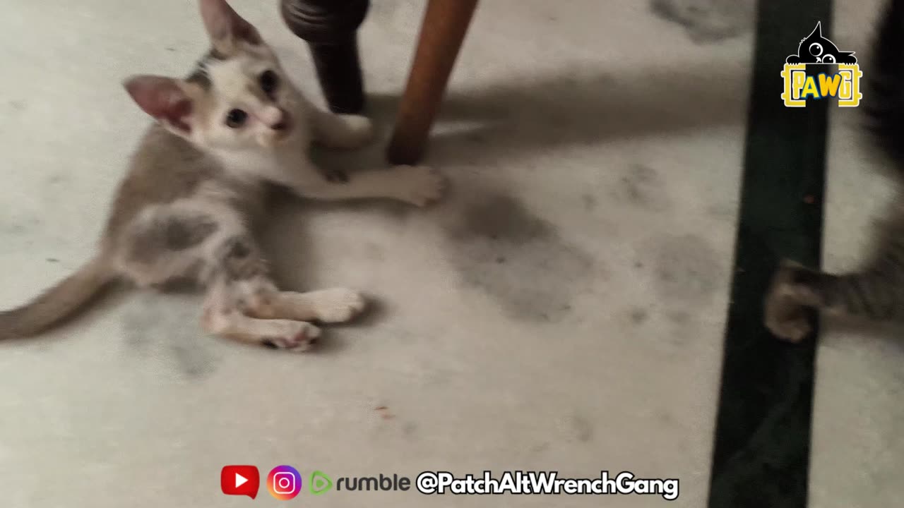 25th July Kitten Vlog > Patch Alt Kitchen Duel