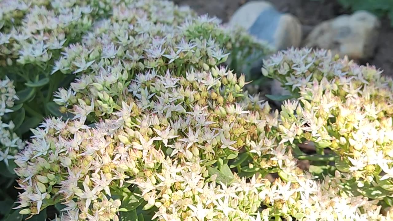 Stonecrop Sedum looking GOOD at Half Bloom