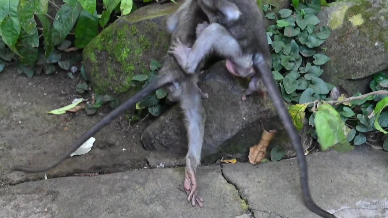 Monkey, Mother, Baby