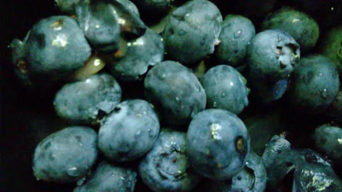 Collecting blueberry seeds from the fresh fruit