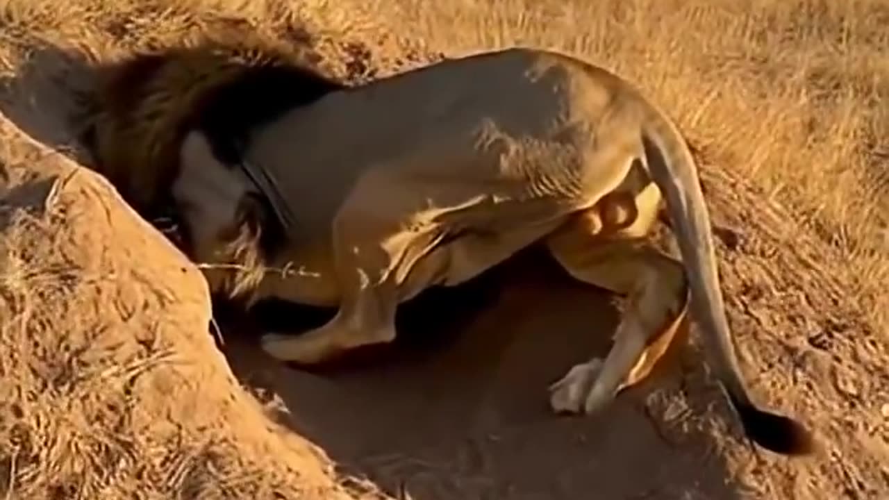 Warthog fights a Lion