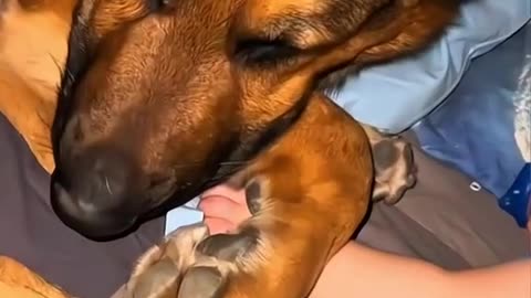 Lovely dogs