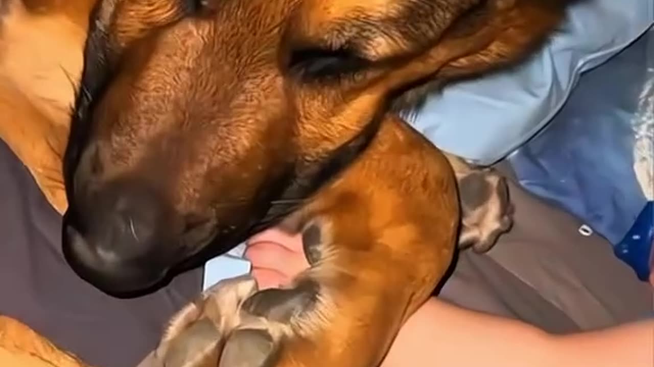 Lovely dogs