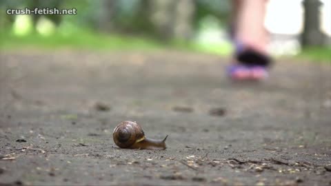 Eileen Walks Over Snails