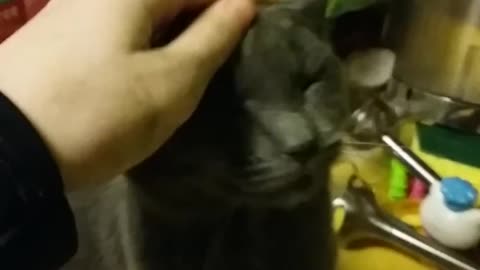 my cat windigo